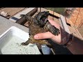 Mi tortuga caimán se vuelve loca cuando le limpio su caparazón!!😱😱