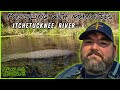 Paddling with manatees itchetucknee river kayaking kayakingflorida floridarivers