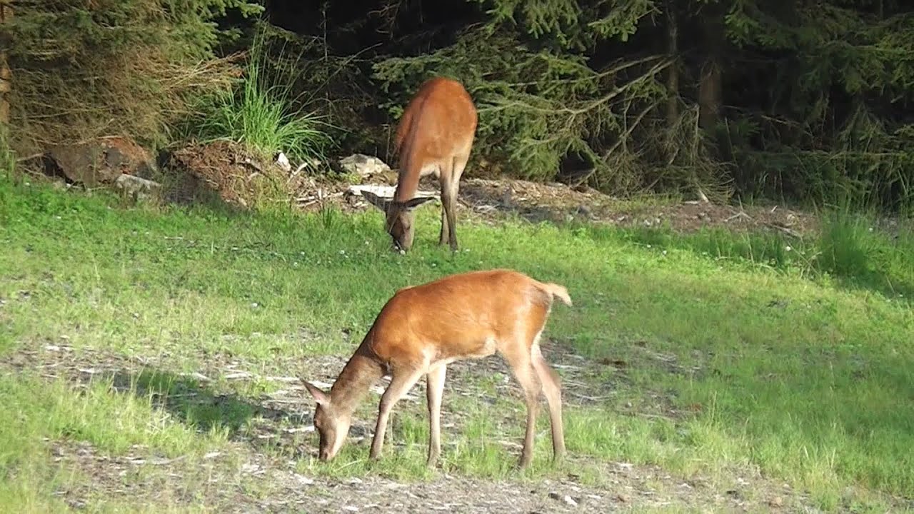 Rotwildjagd im August - Zeugenschutz