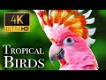 Tropical birds with names and sounds in 4k  scenic relaxation film
