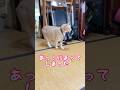 【猫和尚】遅刻してしまった時にとった行動とは？ #cat #cute