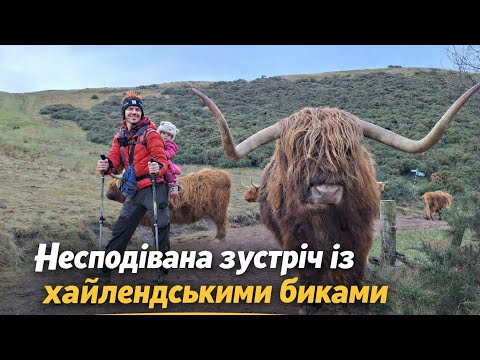“We Walked Into a Herd of Highland Cows!”