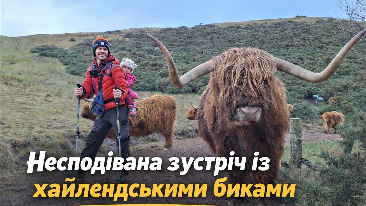 «Ми потрапили прямо в стадо шотландських биків»“We Walked Into a Herd of Highland Cows!”