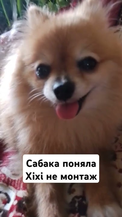 сабака паняла - YouTube