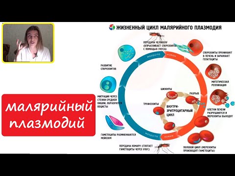 Цикл малярийного плазмодия. Для ЕГЭ и Олимпиады