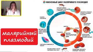 картинка: Цикл малярийного плазмодия. Для ЕГЭ и Олимпиады