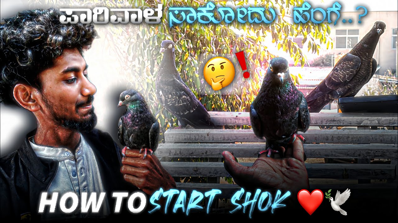 How to strat keeping pigeon in kannada 🤔🕊||Prince loft||ಪಾರಿವಾಳ ಸಾಕೋದ್ದು ಹಂಗೆ 🕊🥰