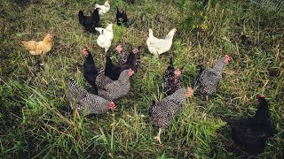 How Many Chickens Do I Need?