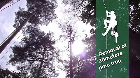 20M pine tree removal /ECHO CS 2511T/Rope Runner /GoPro Hero5