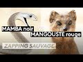 Mamba noir VS Mangouste rouge - ZAPPING SAUVAGE