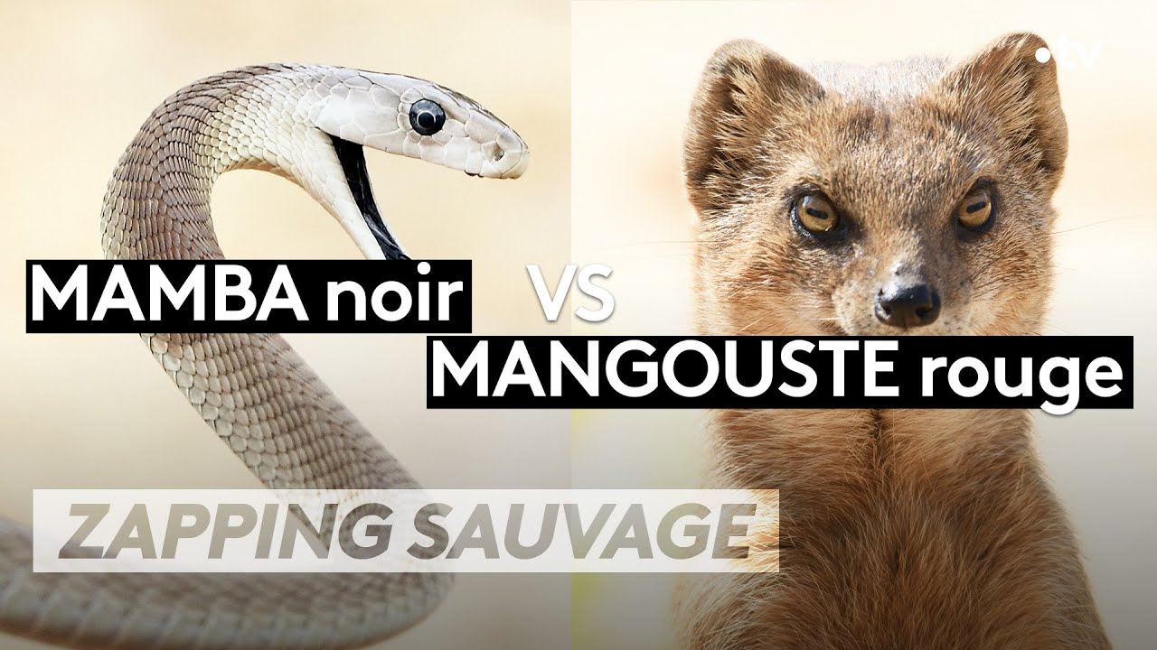 Mamba noir VS Mangouste rouge   ZAPPING SAUVAGE