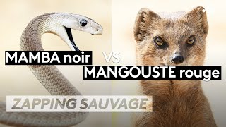 Mamba noir VS Mangouste rouge - ZAPPING SAUVAGE