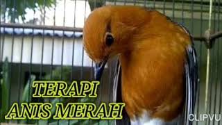 Anis merah terapi sound brainwave untuk malam hari 100%ampuh mp3