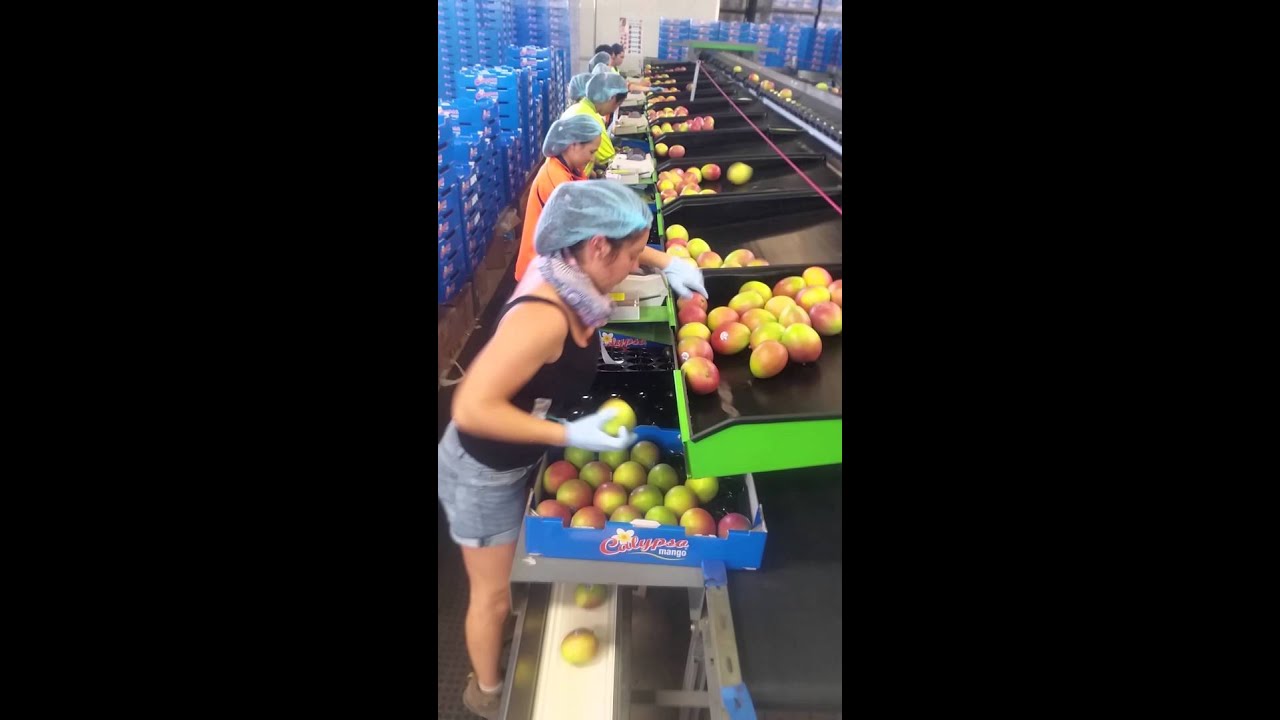 How to pack Australian mangoes like a champ.