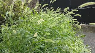 Green Foxtail