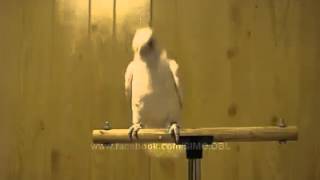 أخطر مغني و راقص شعبي في العالم