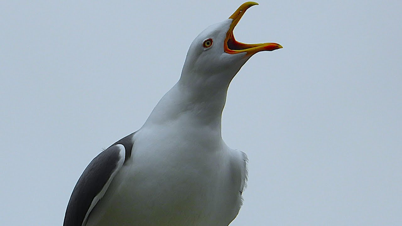 Seagull Calls / Sounds / voices