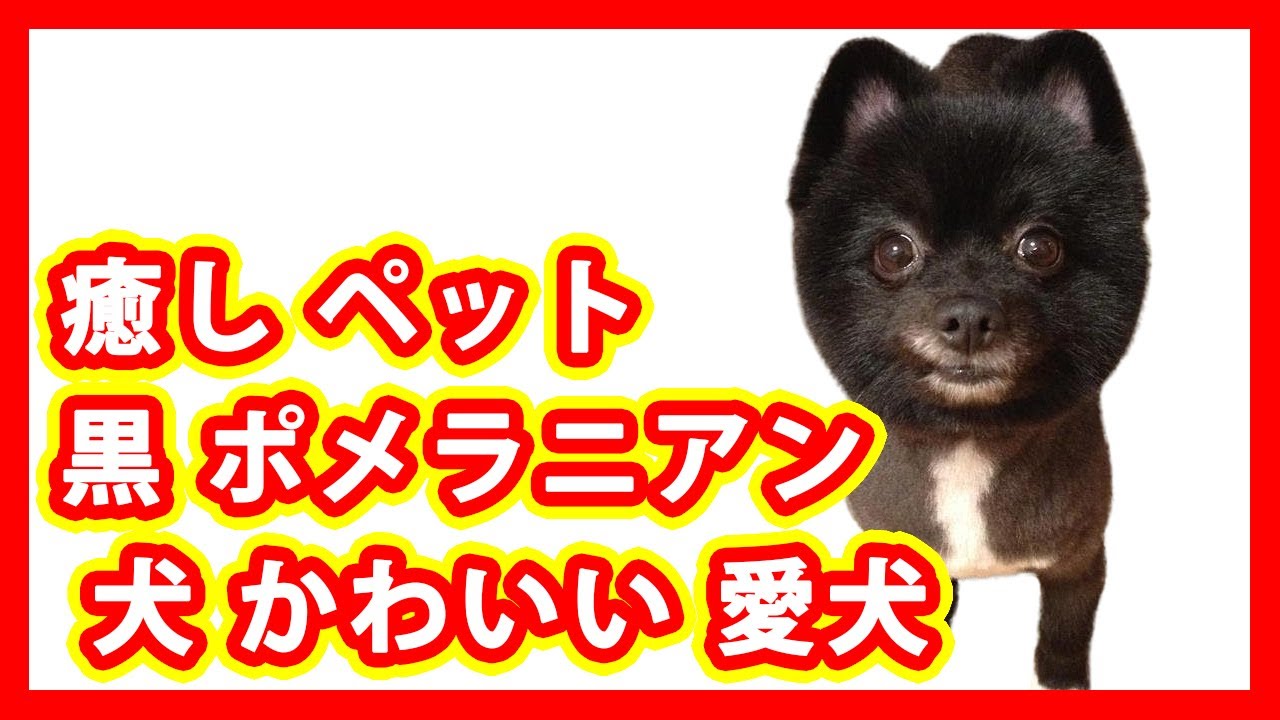 癒し ペット 黒 ポメラニアン 犬 かわいい 愛犬 Youtube