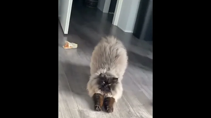 Watch the video about Funny videos. Funny cat videos #shorts