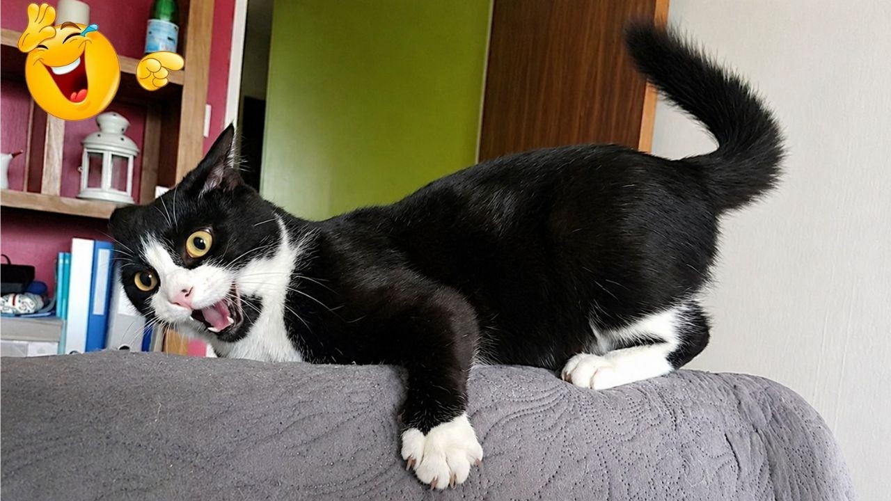 Dmb Cat Hilarious Cat Moments 🐈| Cats Being Dumb for 20 Minutes Straight 😂🐱 ...