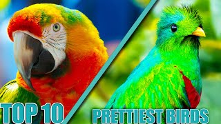 TOP 10 PRETTIEST Birds On The PLANET by Nature's Wonder 722 views 3 months ago 13 minutes, 14 seconds