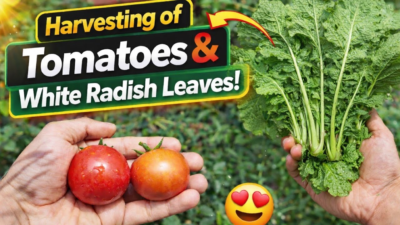 Terrace Garden HARVEST: My Biggest Tomatoes & Radishes EVER! (2026 Edition)