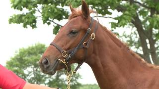 ハッシュバンバン の繁殖馬情報 Pog Info