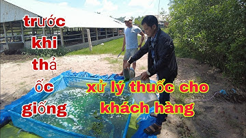 GIAO ỐC BƯƠU GIỐNG CHO KHÁCH Ở LONG AN-TRẠI ỐC VĂN HẢI