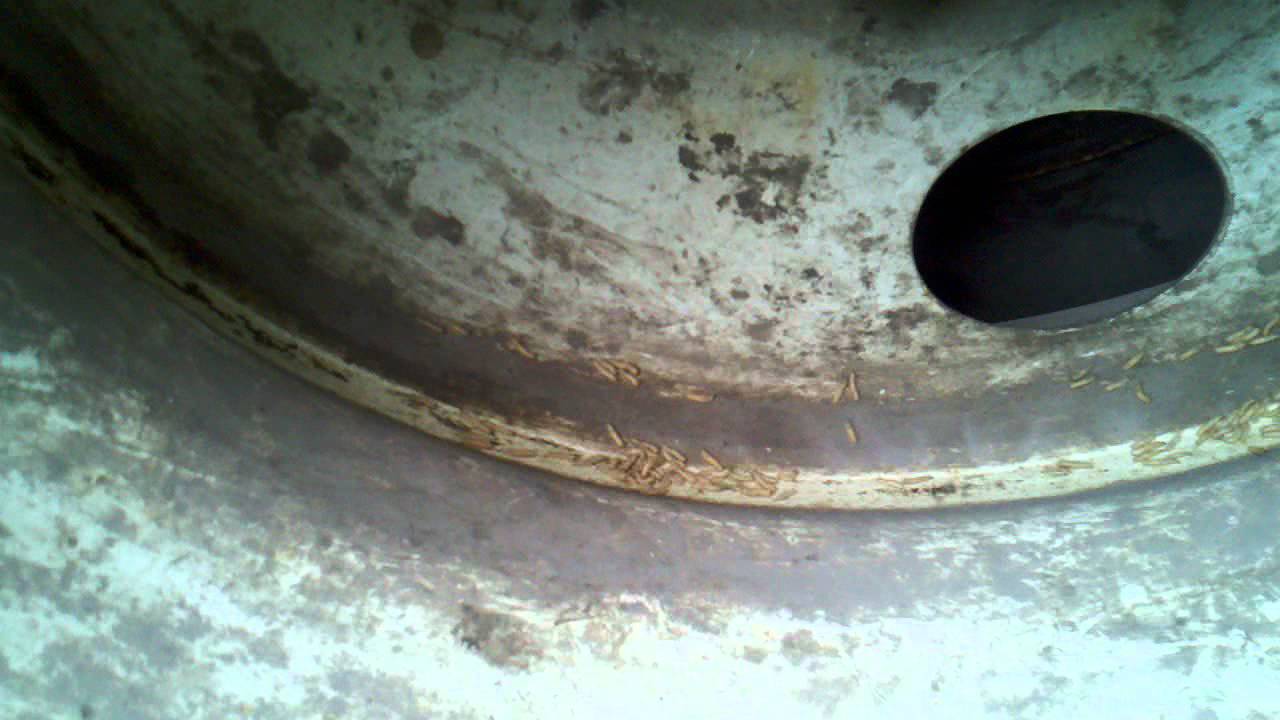 Maggotville !  swarms of maggots on a trash truck