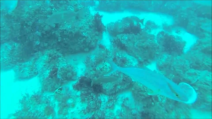 Troll Pro on a downrigger, bottom drop, and trolling a deep diving plug!!!