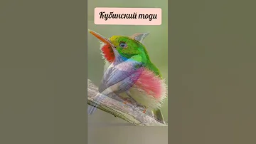 Разные виды и породы птицы💕🕊️ #shorts #красивые #птицы #птица #птичка #птички #shortvideo #birdies