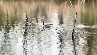 Wolves Screaming Howling (sounds) &amp; Honking Geese