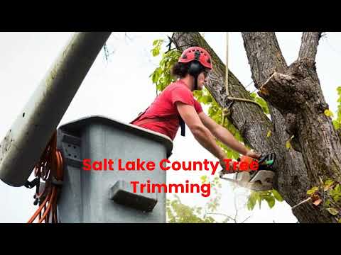 Timber Cuts Tree Service : Tree Trimming in Salt Lake County, UT