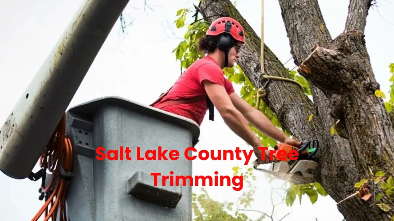 Timber Cuts Tree Service : Tree Trimming in Salt Lake County, UT