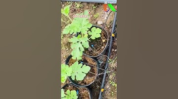 [Thapxanh] Hệ thống tưới tự động, Vật tư nông nghiệp 4.0 #thapxanh #farming