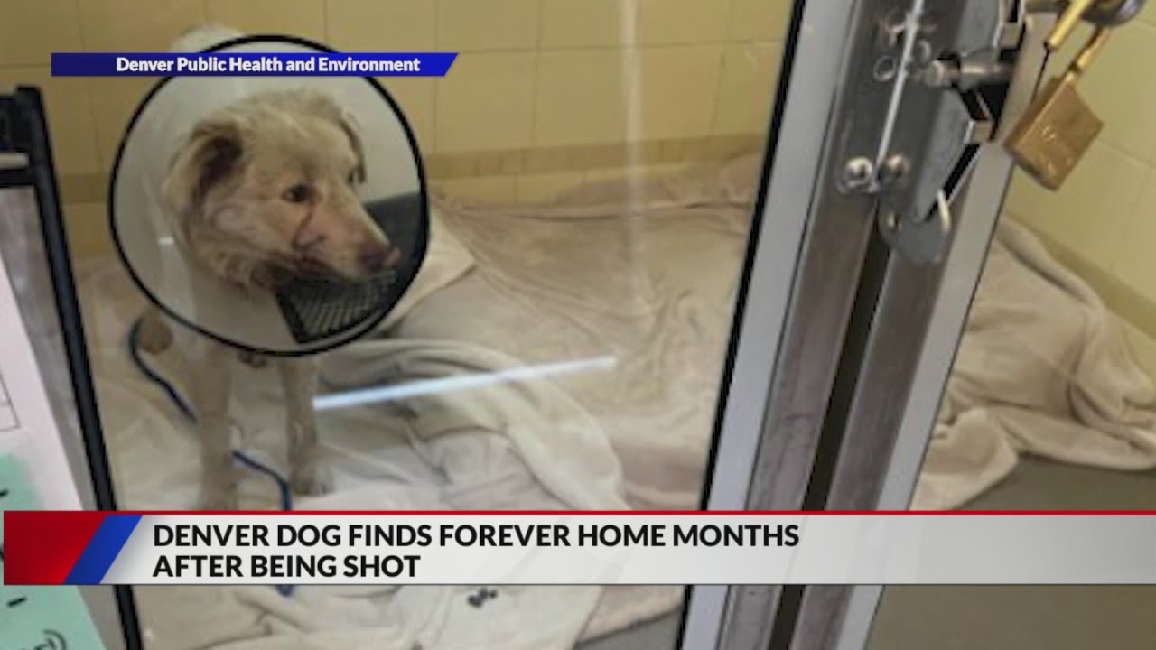 Denver dog finds forever home after being shot - YouTube