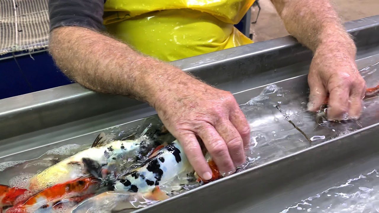 מיון דגי קוי מאיכות A לאיכות A+