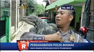 TRANS7 JATIM - Persahabatan Polisi & Biawak