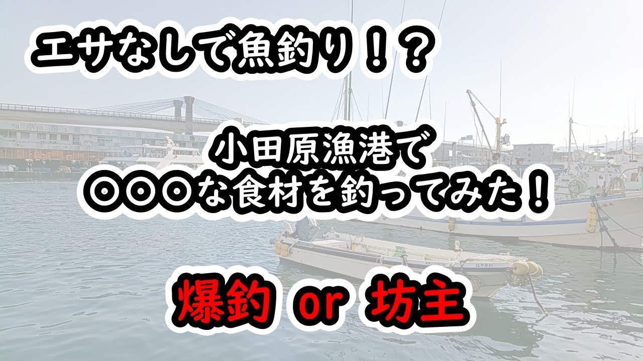【小田原漁港】食材を釣りで現地調達せよ！爆釣か…ボウズか…