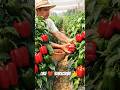 शिमला मिर्च की खेतीharvestingtechnique#storytellingwithai#storytellingyoutubeshorts#facts#shortsfeed