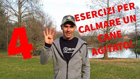 Come calmare l'eccitazione del cane?
