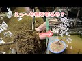 日本のしだれ桜盆栽の整枝・植え替え・根ぶせの準備・矢島清芳園@tane.bonsai