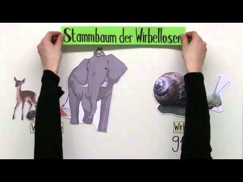 Wirbellose Tiere | Biologie | Biologie der Tiere (Mittelstufe)