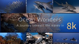 Ocean Wonders in 8k  - A Journey to the blue planet - 100 minutes underwater ocean relaxation in 8k