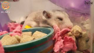 Petco Tour in Los Angeles (Beverly Hills) Small Pets, Grooming Tools, and Supplies