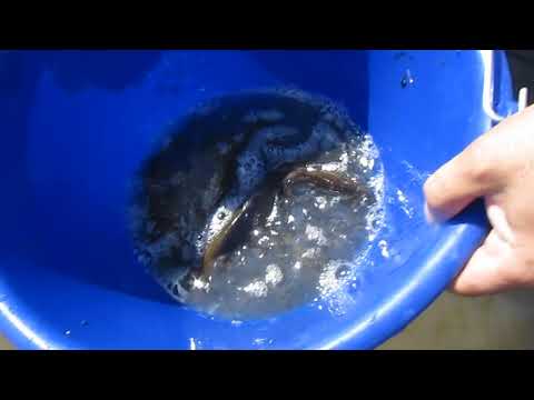 ბინადარნი