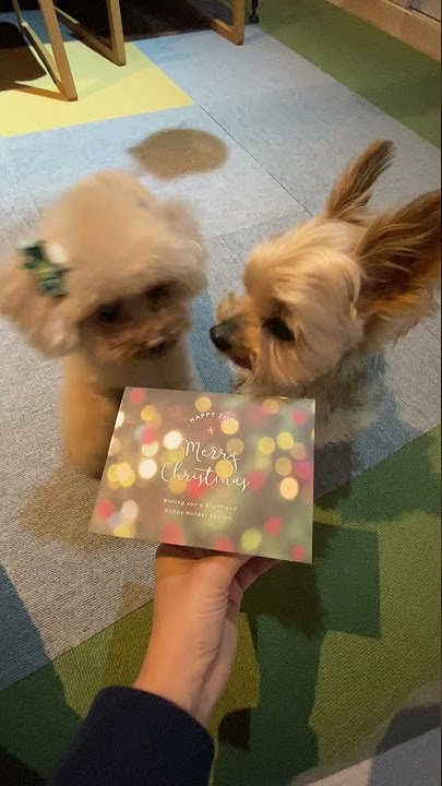 きなこ先生 保護犬預かりの日常