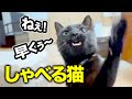 猫に魚あげたら、めっちゃ喋りだした!!!!
