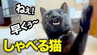 猫に魚あげたら、めっちゃ喋りだした!!!!