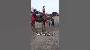 أفلا ينظرون إلى الإبل كيف خلقت} [الغاشية:17]- عبدالرحمن مسعد - القرآن الكريم تحميل و استماع🎧🤍😔